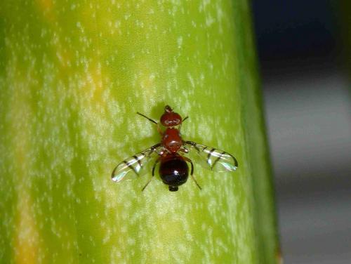 Rivellia sp.